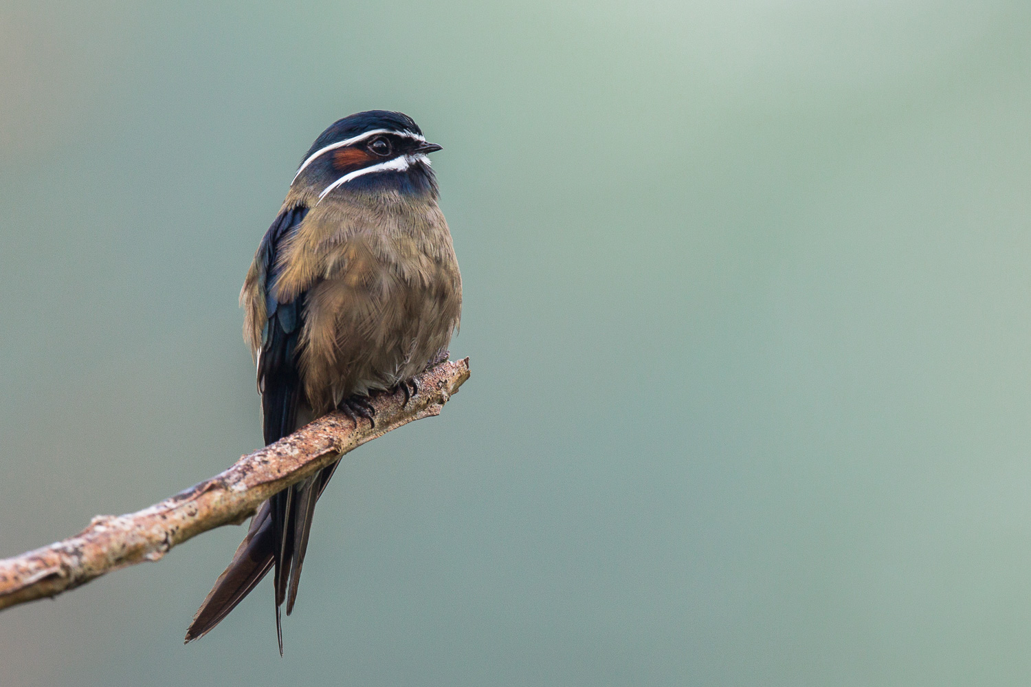 Whiskered Treeswift Birds Of Singapore