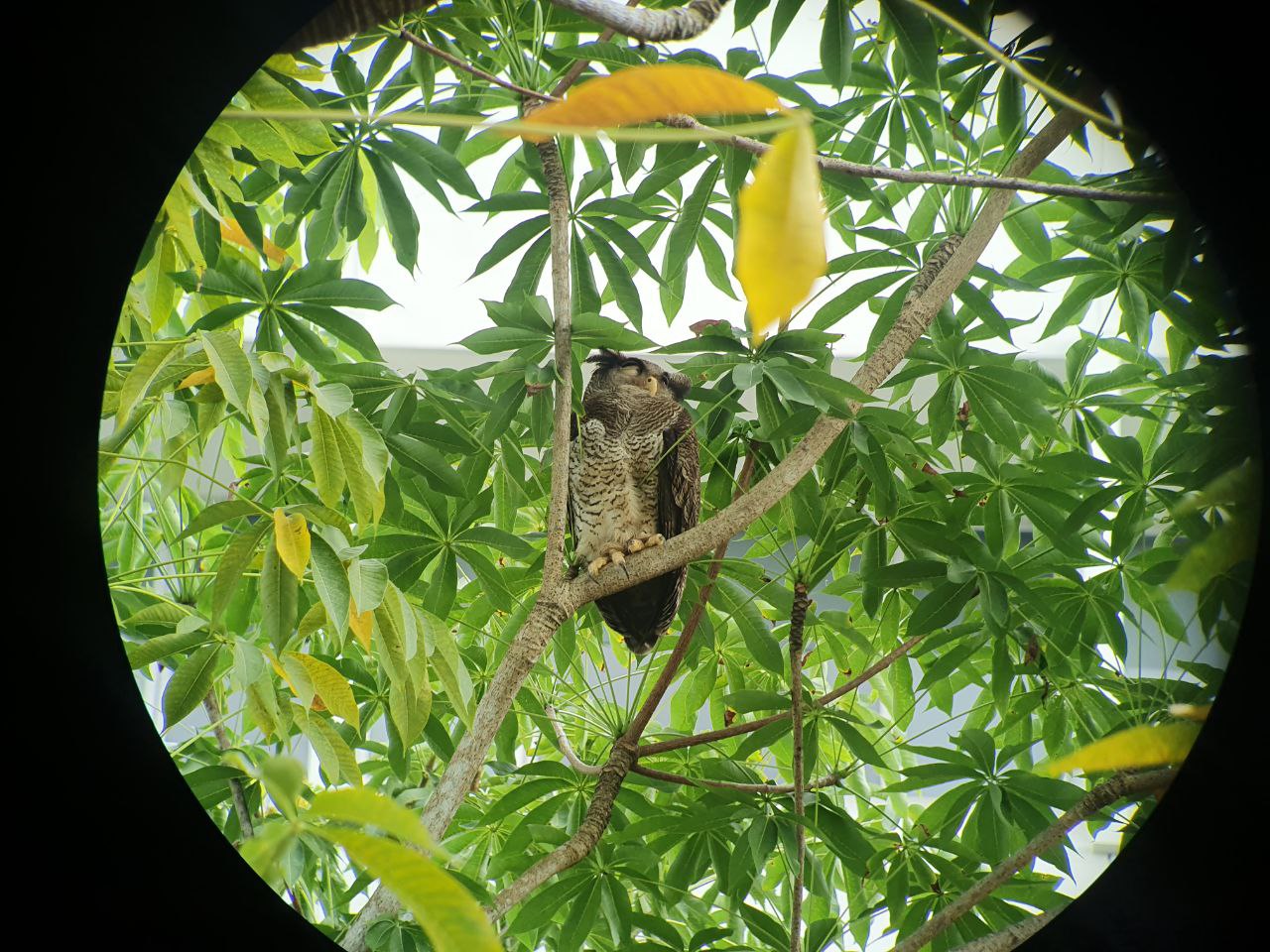 Why do I need a pair of binoculars?