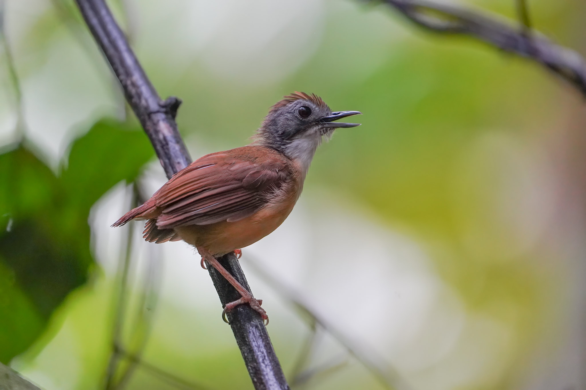 Short-tailed Babbler at Jalan Ulu Sembawang.
