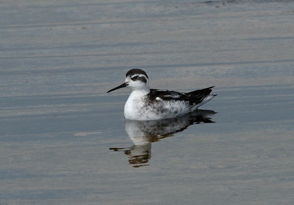 Red-necked Phalarope