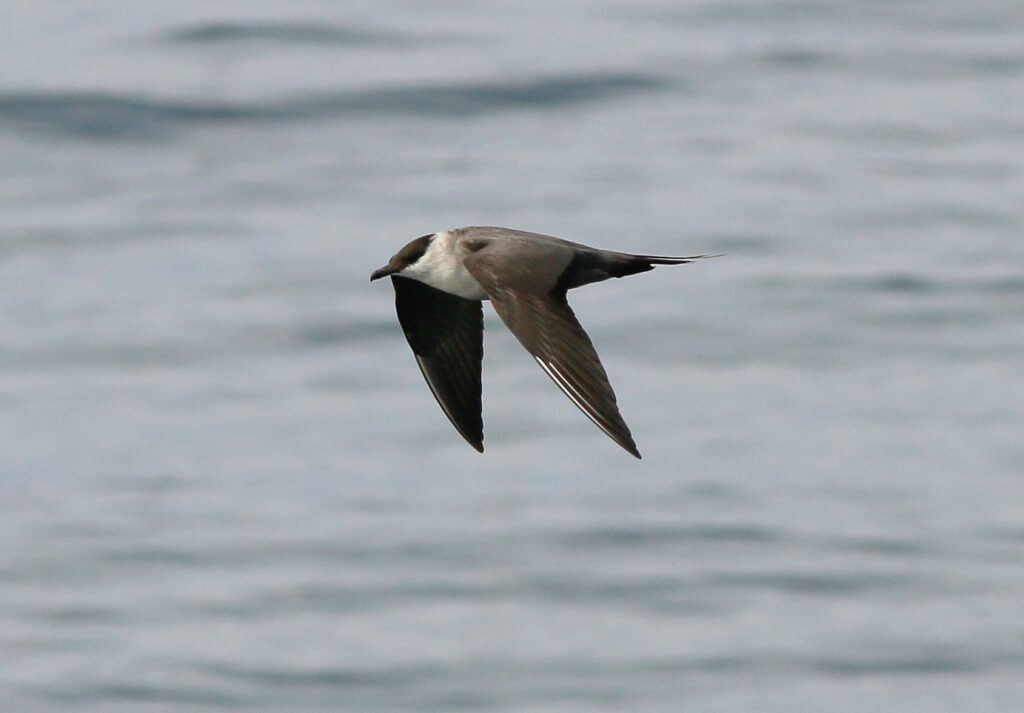 Long-tailed Jaeger