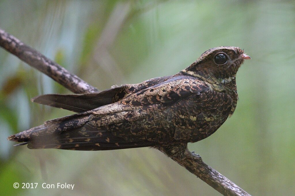 Malaysian Eared Nightjar
