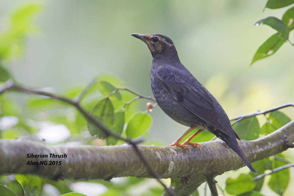 Siberian Thrush
