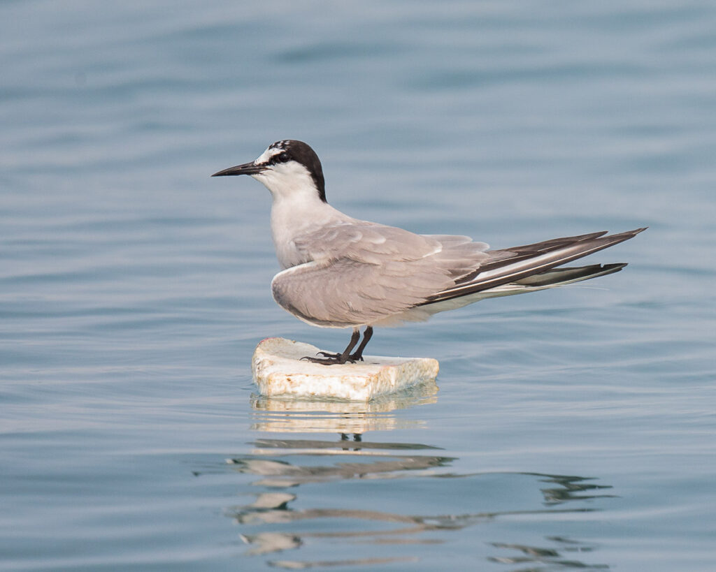 Aleutian Tern