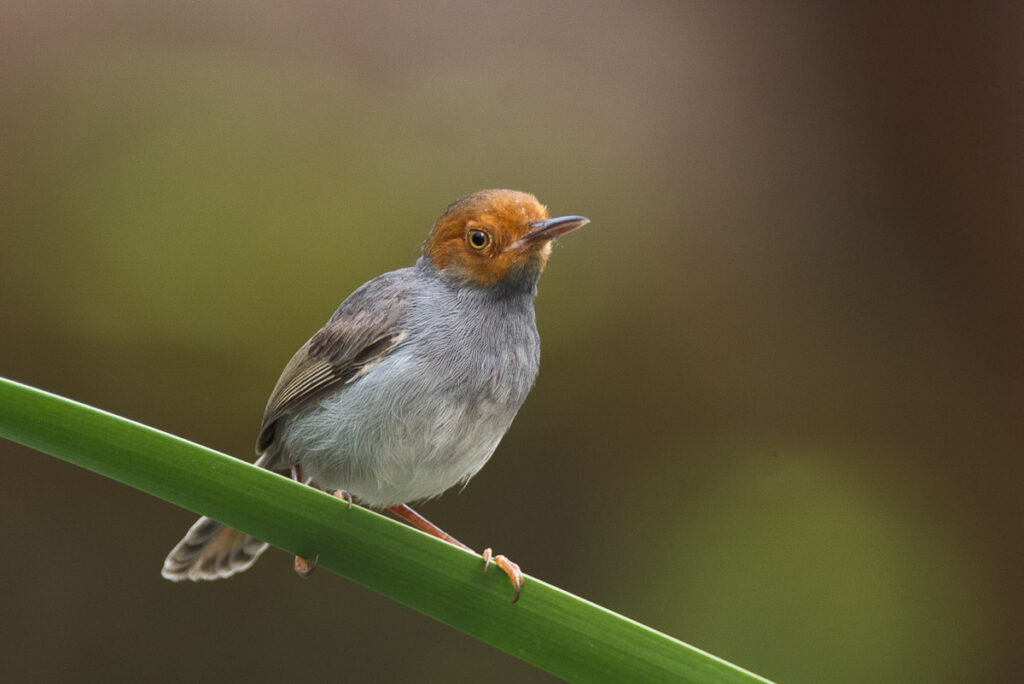 Ashy Tailorbird