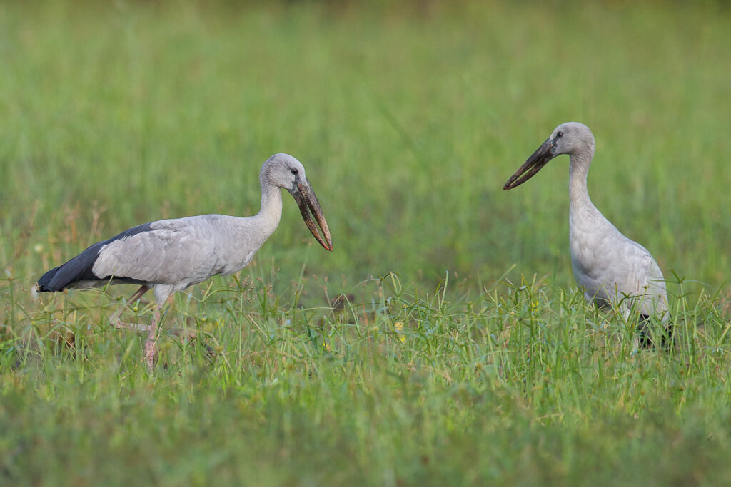Asian Openbill