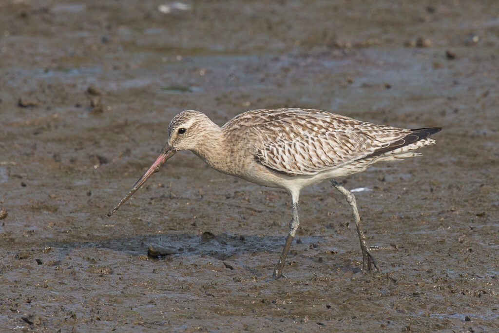 Bar-tailed Godwit