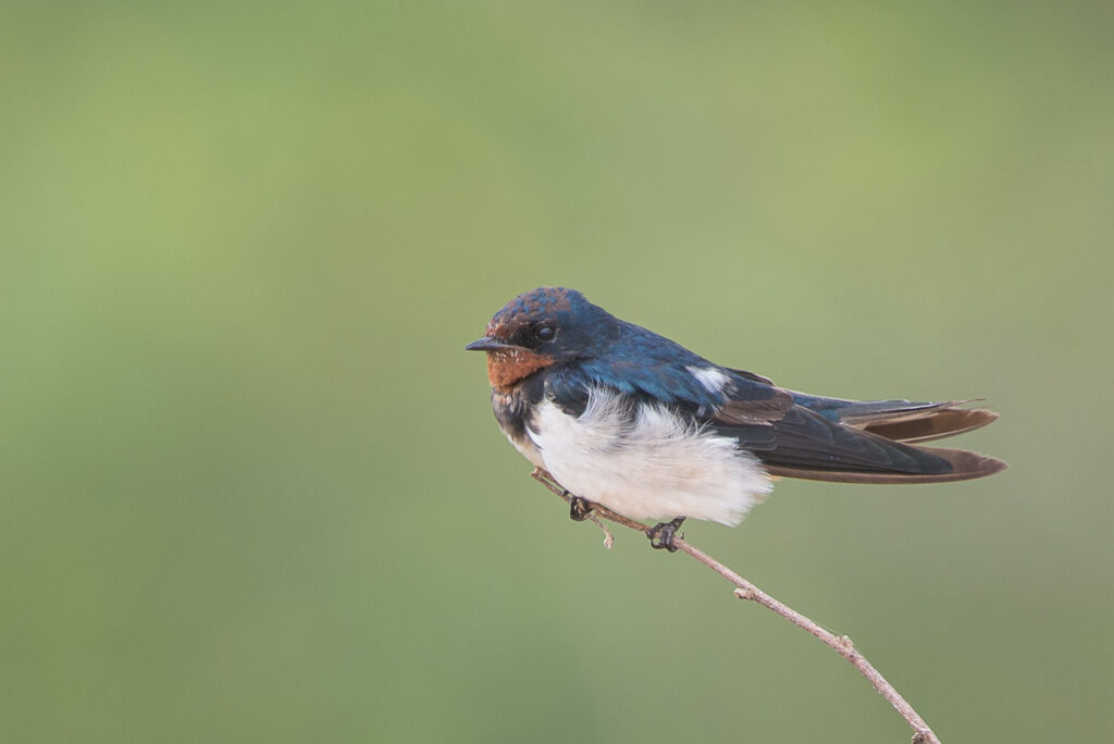 Barn Swallow