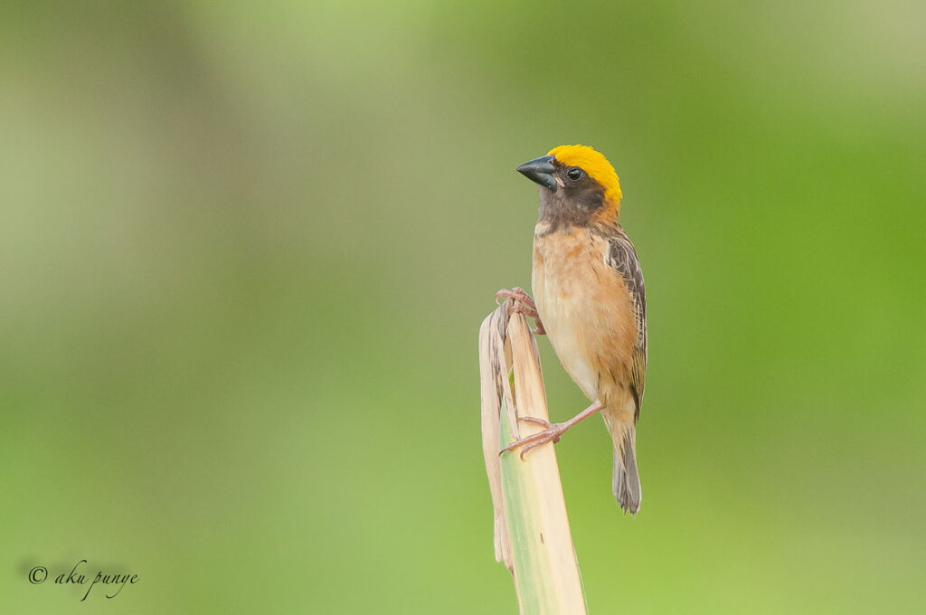 Baya Weaver
