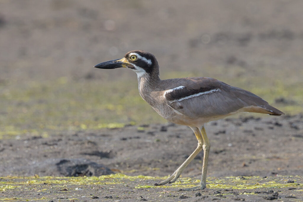 Beach Stone-curlew