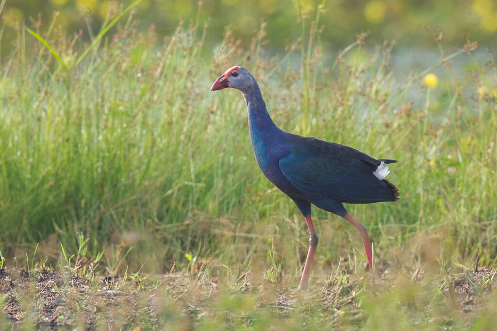 Purple Swamphen