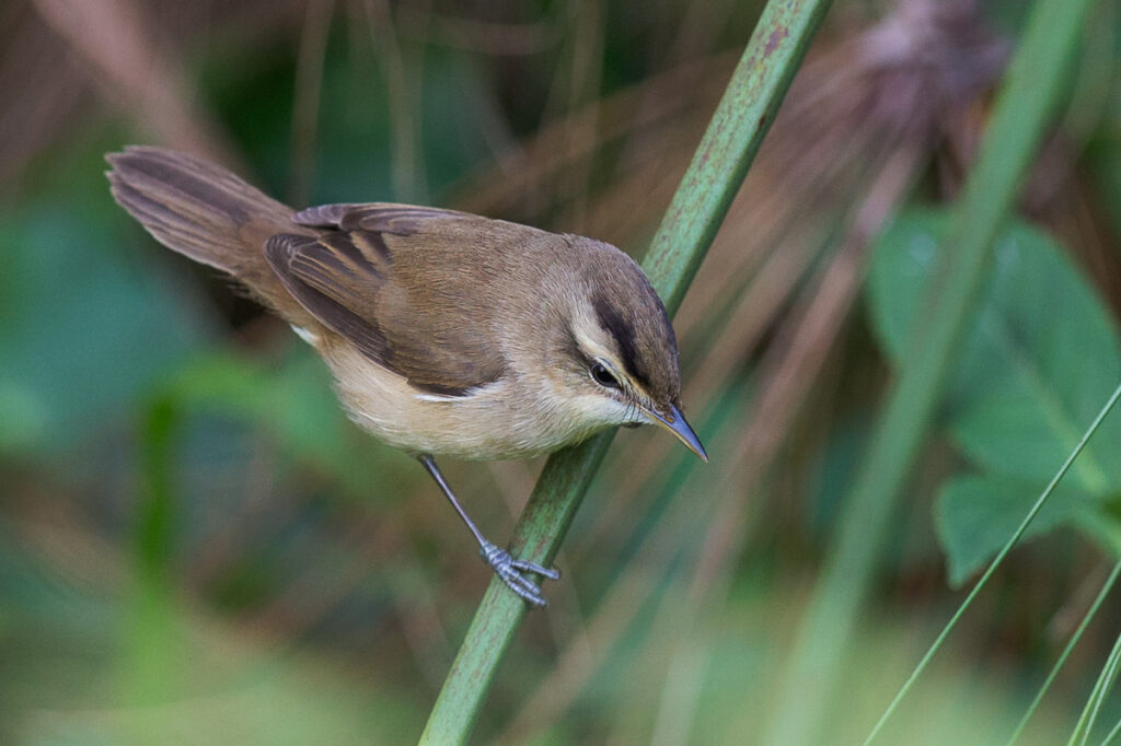 Black-browed Reed Warbler