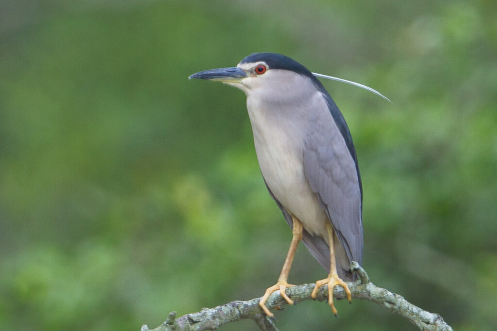 Black-crowned Night Heron