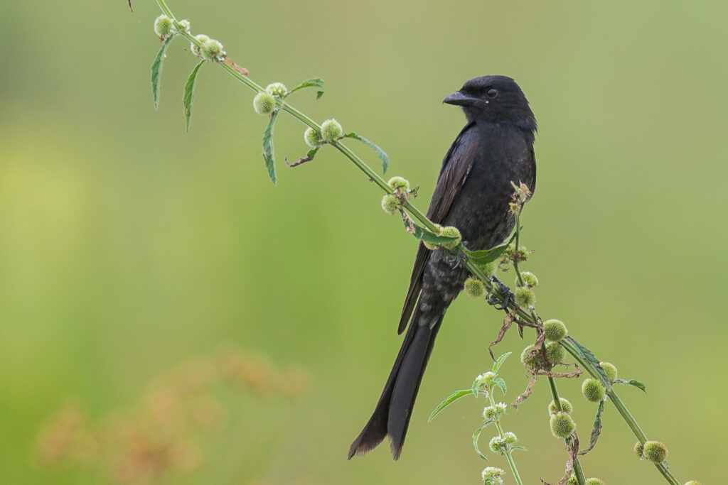 Black Drongo