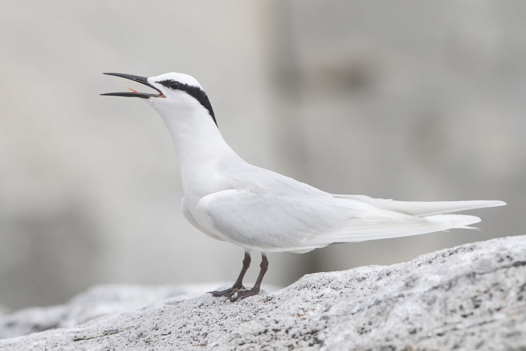 Black-naped Tern