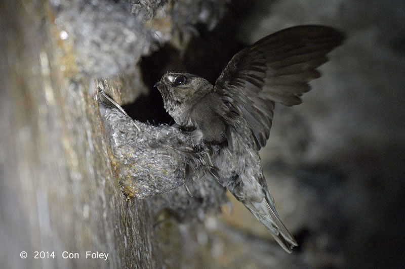 Black Cloud Swiftlet Sound Mp3