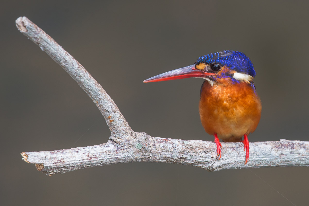 Blueeared Kingfisher Birds of Singapore