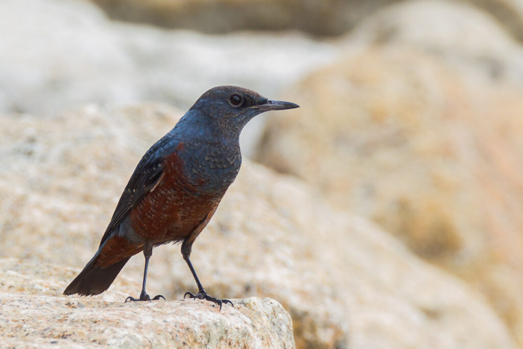 Blue Rock Thrush