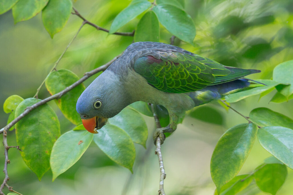 Blue-rumped Parrot