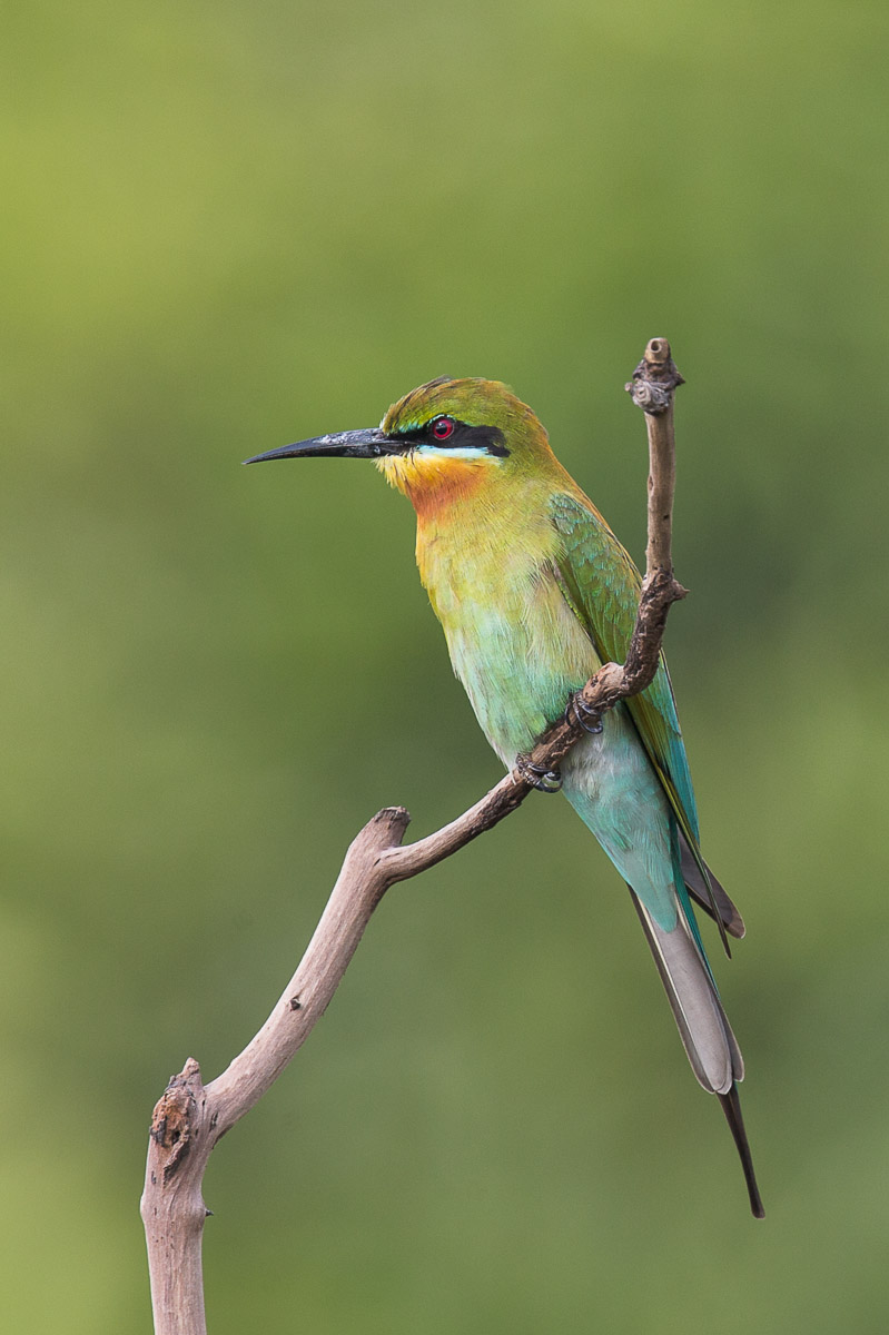 Blue-tailed Bee-eater – Birds of Singapore