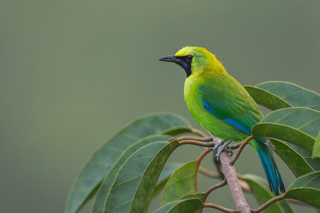 Blue-winged Leafbird