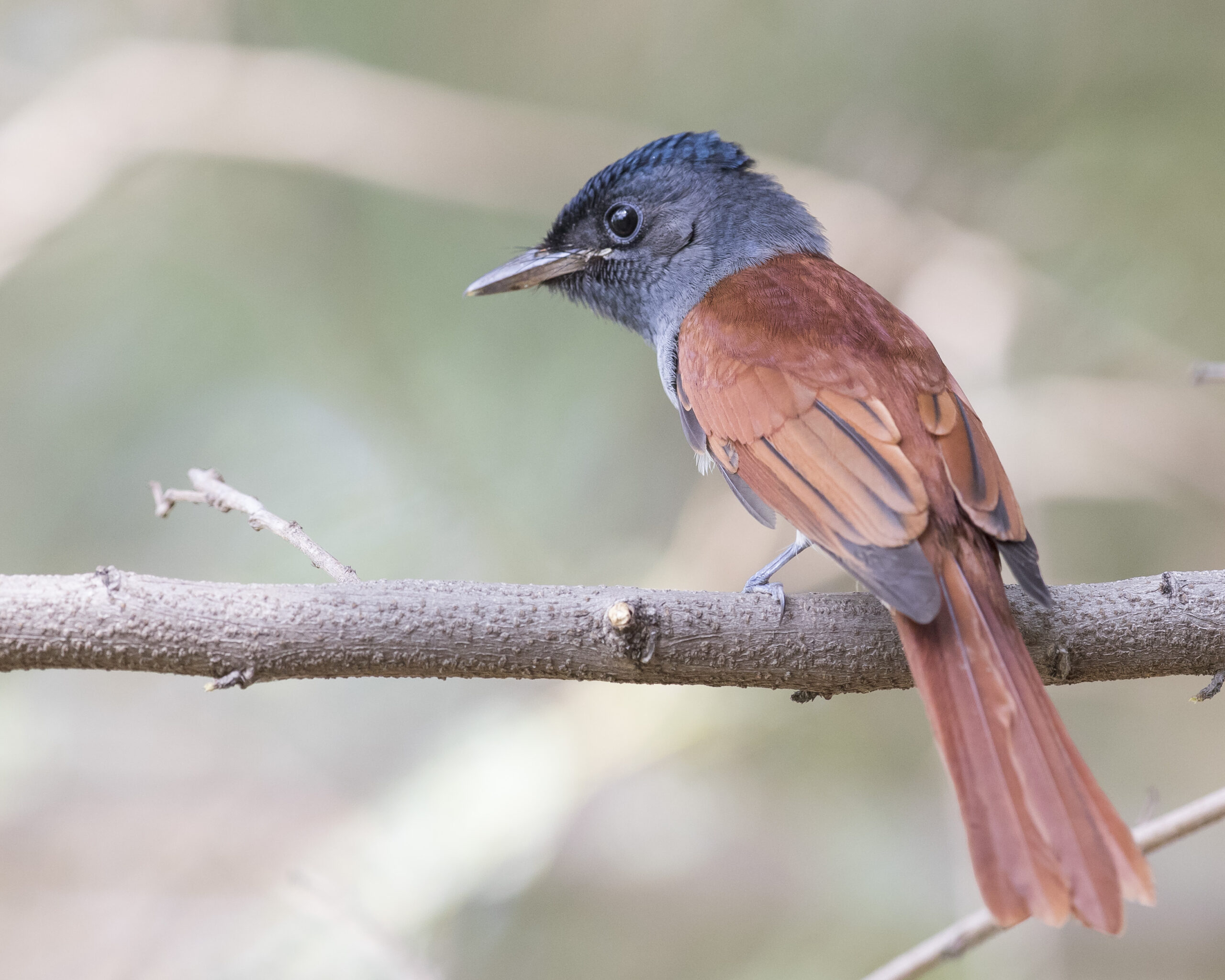 Blyth’s Paradise Flycatcher