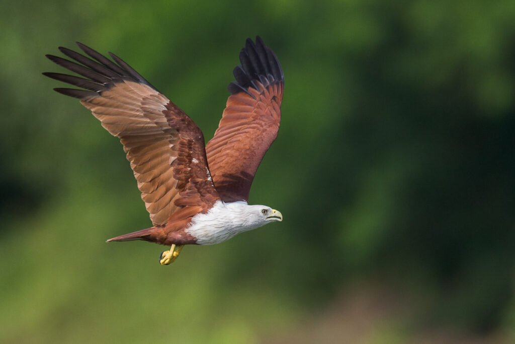 Brahminy Kite