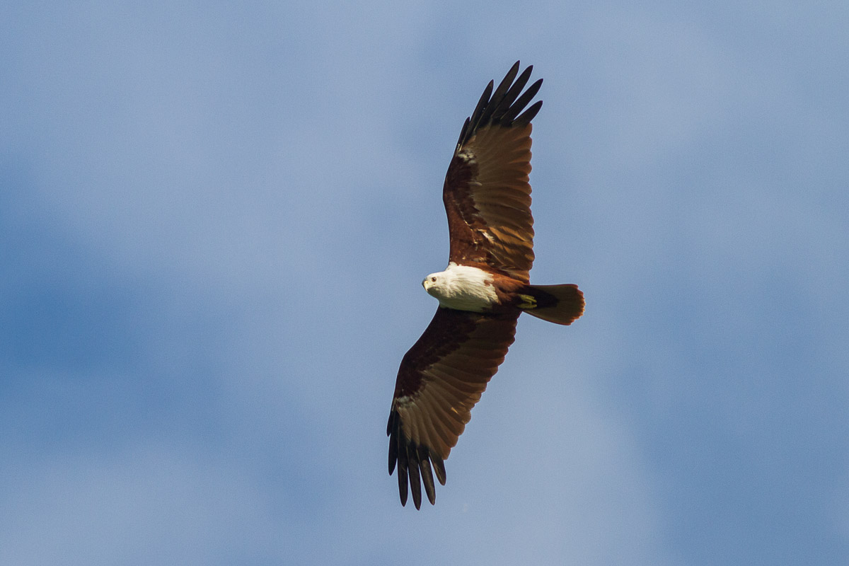 birds related to brahminy kite