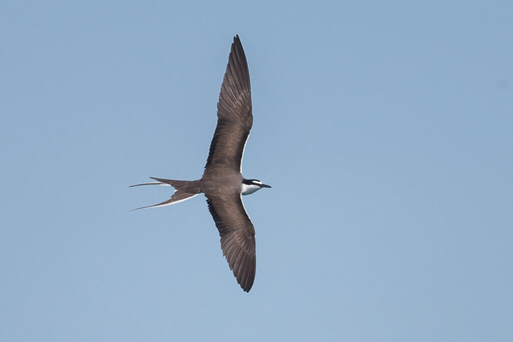 Bridled Tern