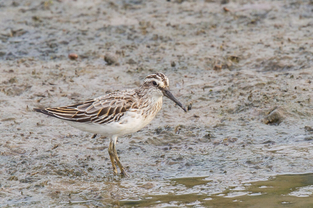 Broad-billed Sandpiper