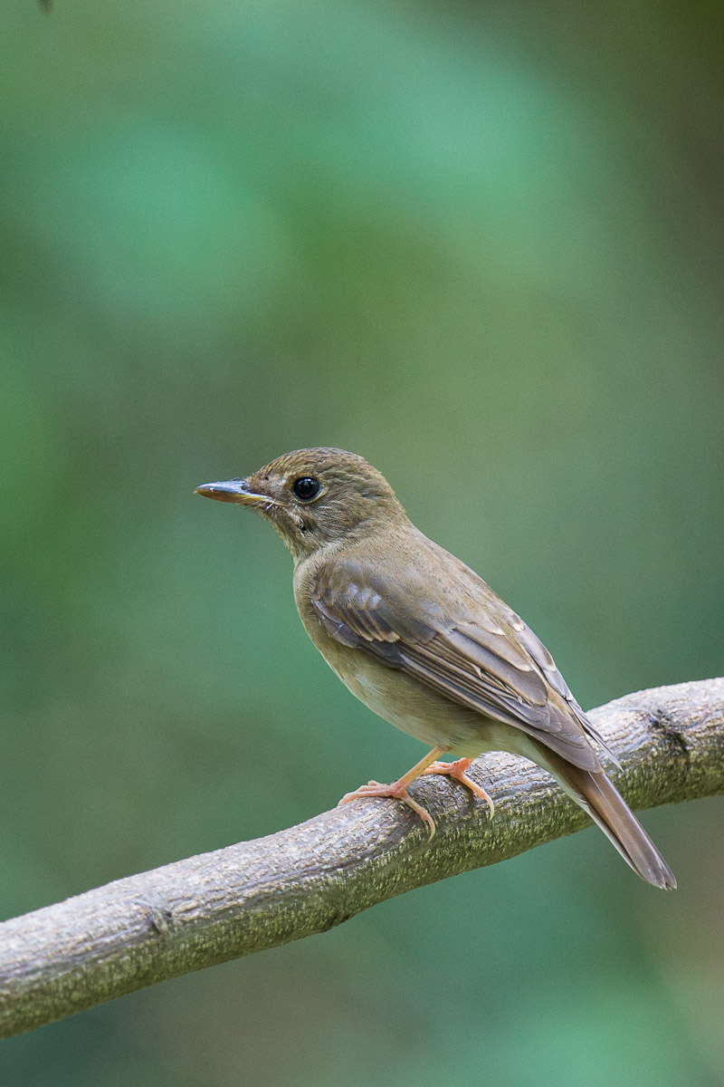 Brown-chested Jungle Flycatcher – Singapore Birds Project