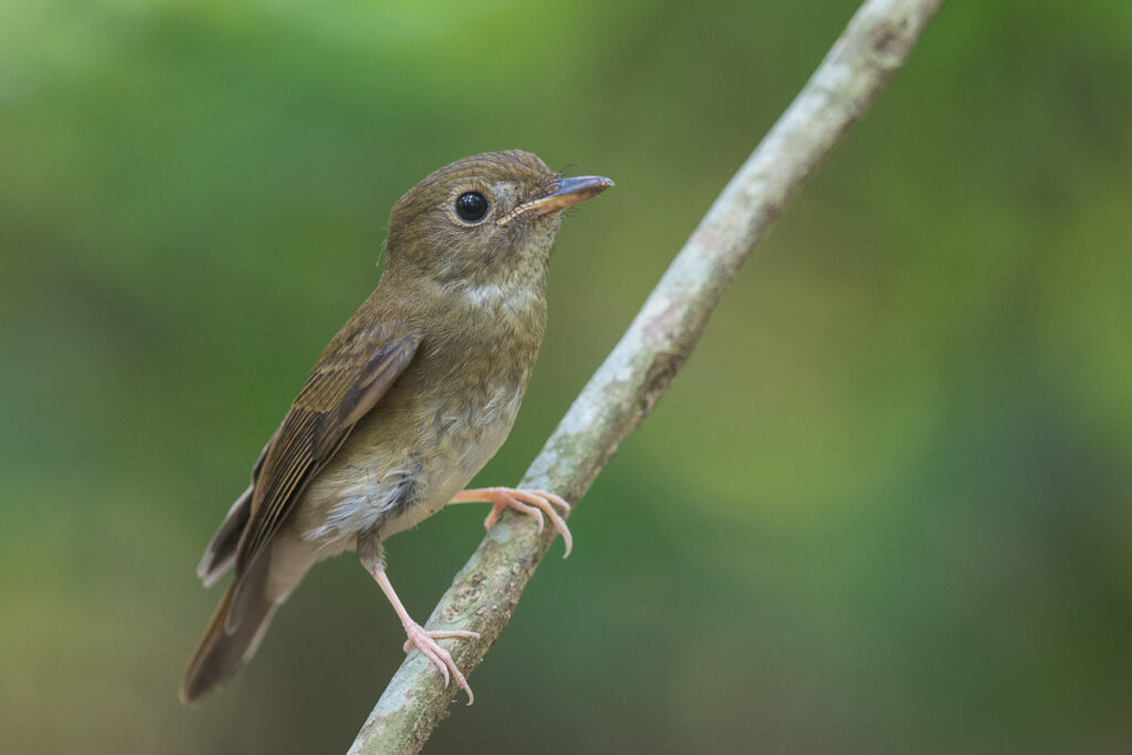 Brown-chested Jungle Flycatcher