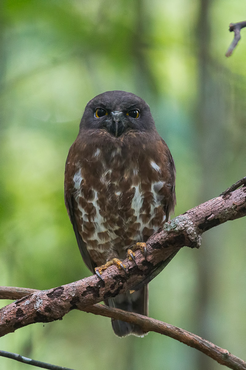 Brown Boobook – Birds of Singapore