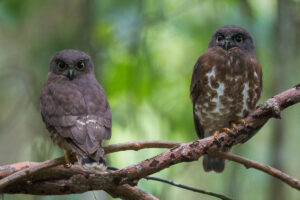 Checklist Revision for August 2022