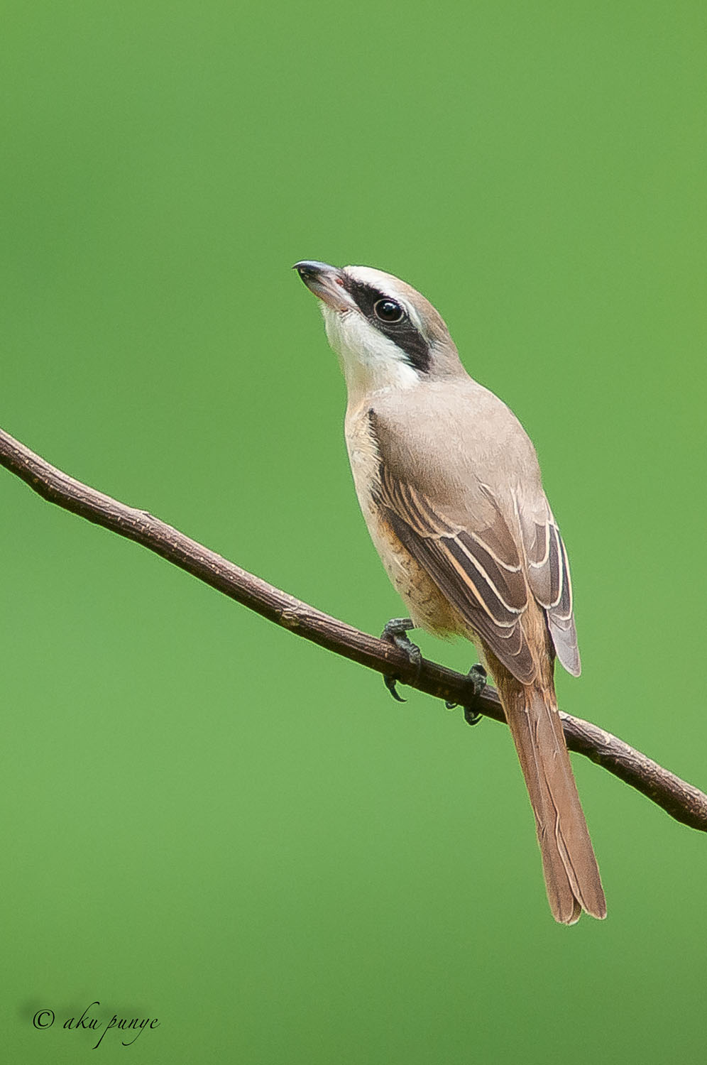 Brown Shrike – Birds of Singapore