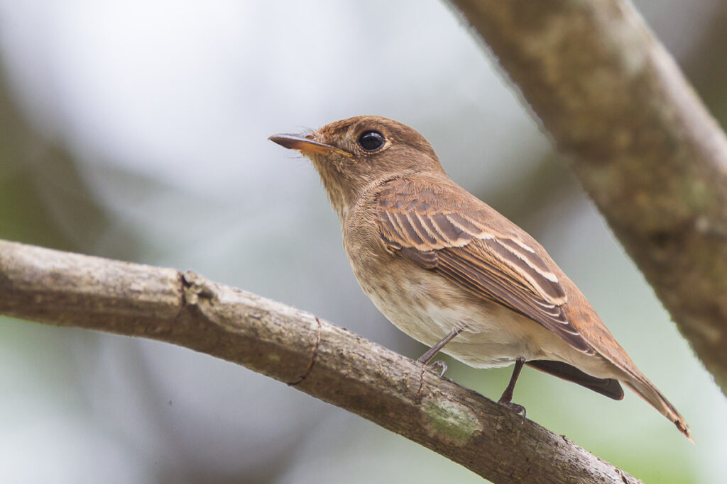 Brown-streaked Flycatcher