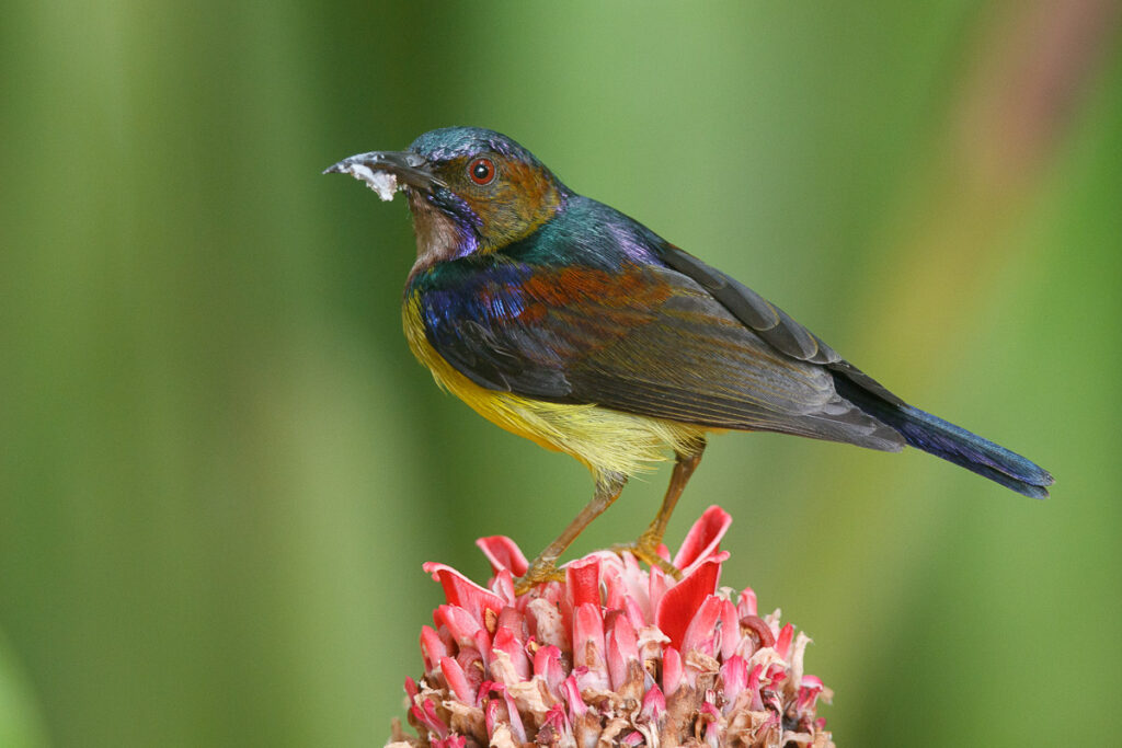 Brown-throated Sunbird