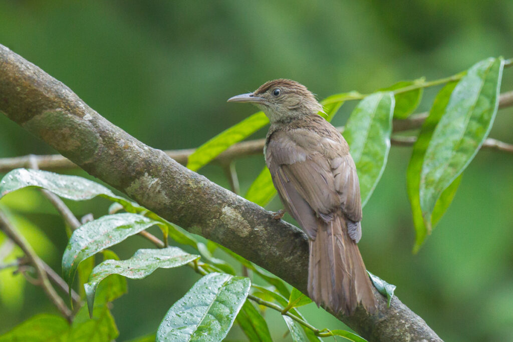 Buff-vented Bulbul