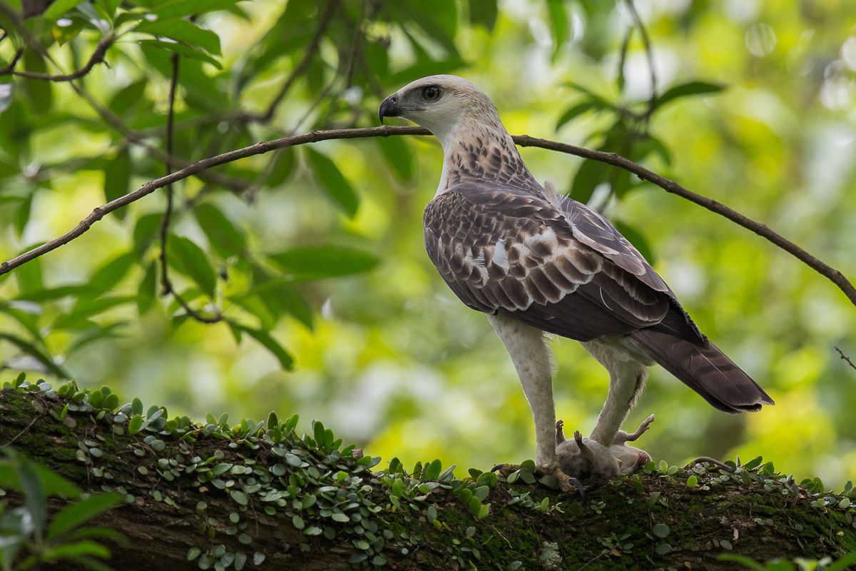 Changeable Hawk-Eagle – Birds of Singapore