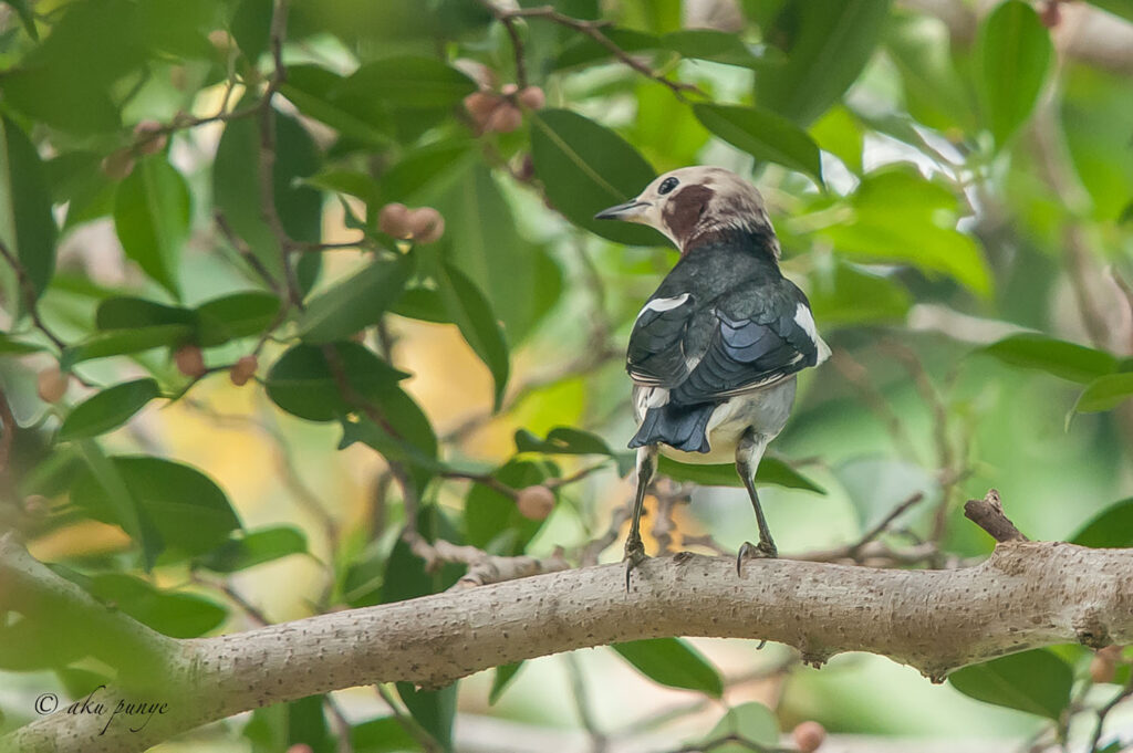 Chestnut-cheeked Starling