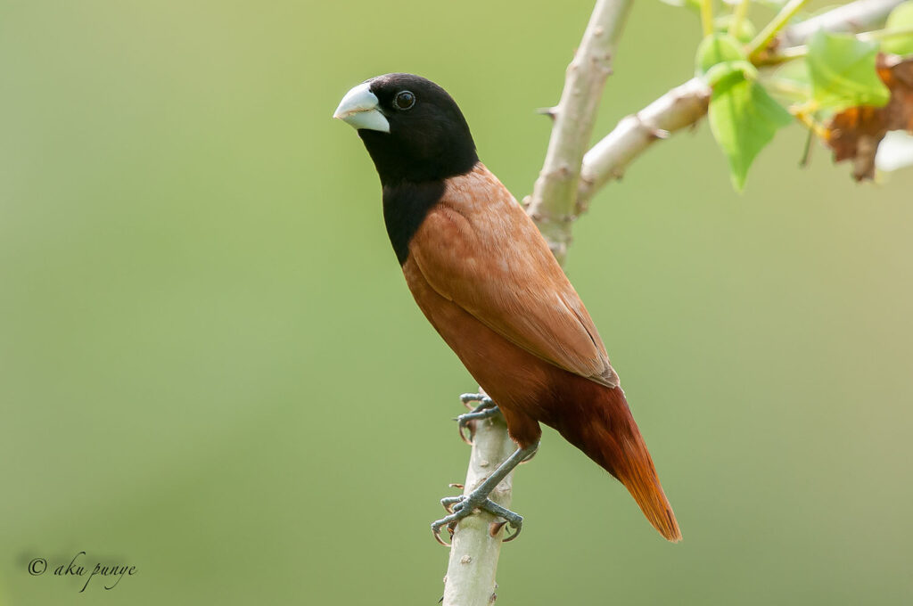 Chestnut Munia