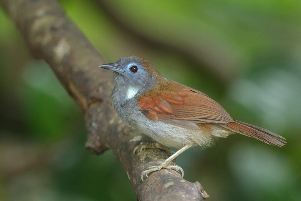 Chestnut-winged Babbler