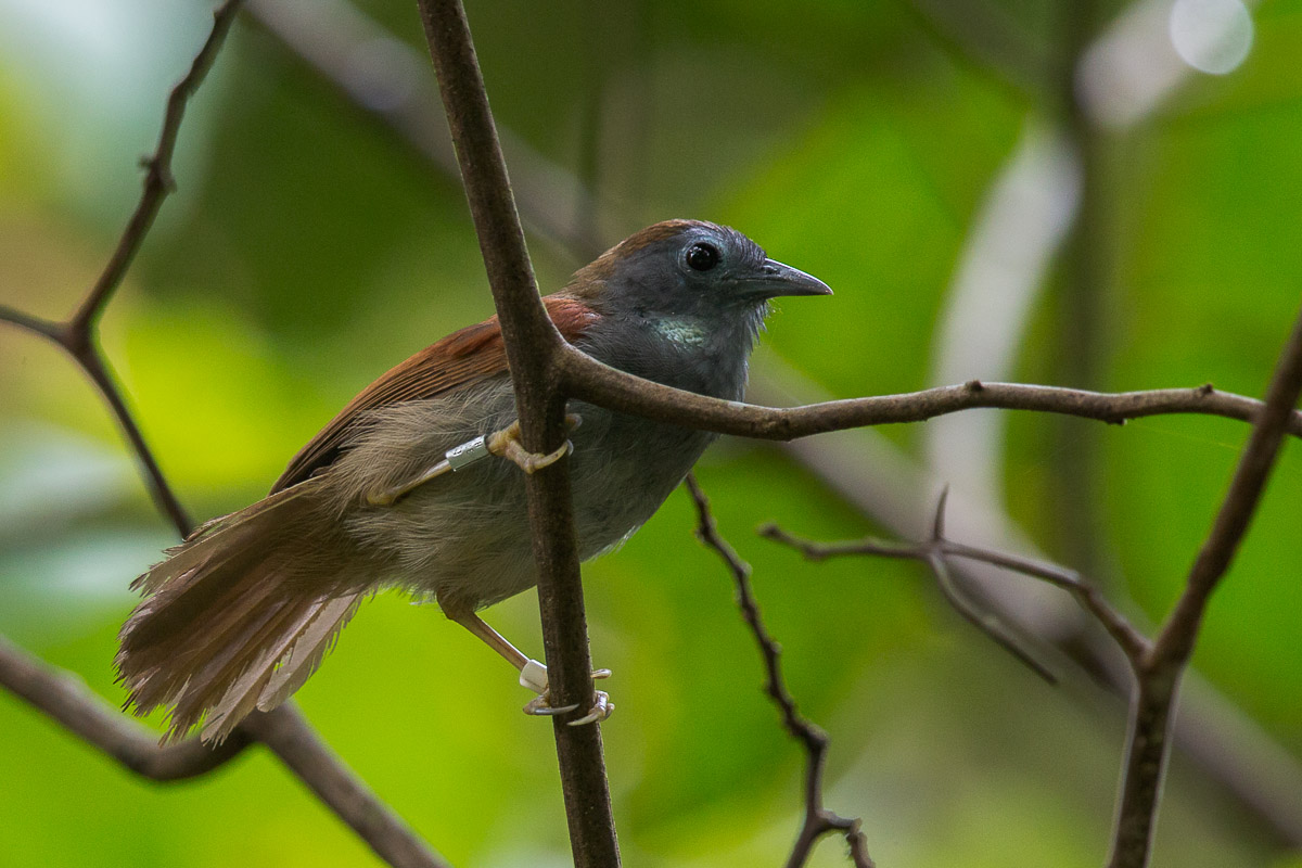 Chestnut-winged Babbler – Birds of Singapore