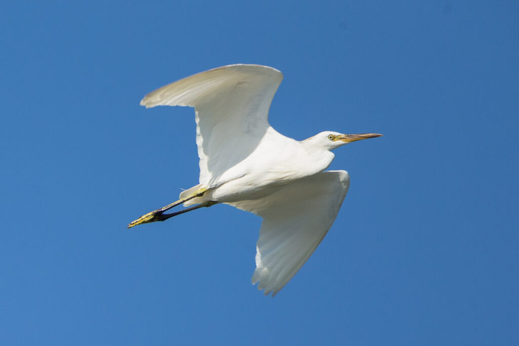 Chinese Egret