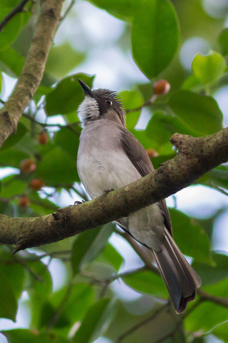 Cinereous Bulbul – Birds of Singapore