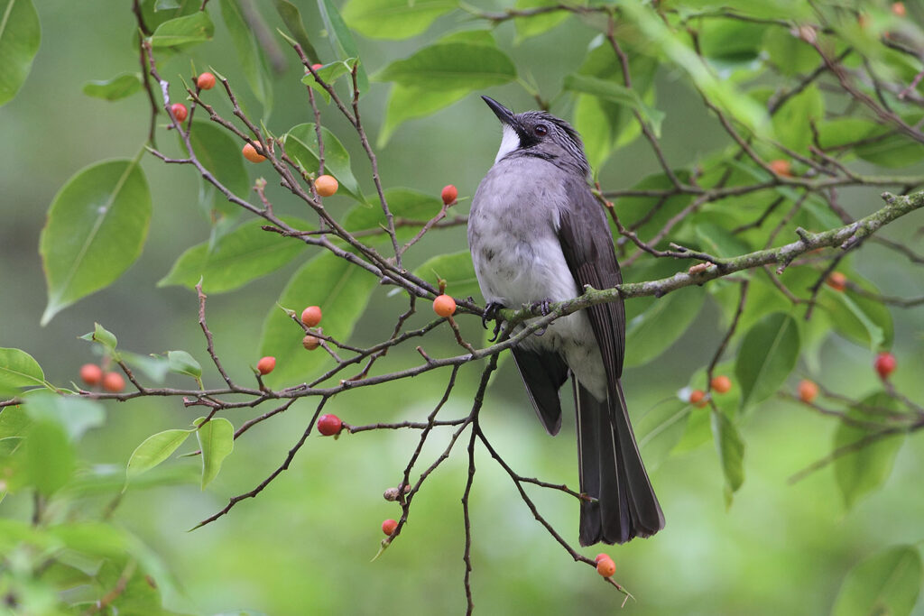 Cinereous Bulbul