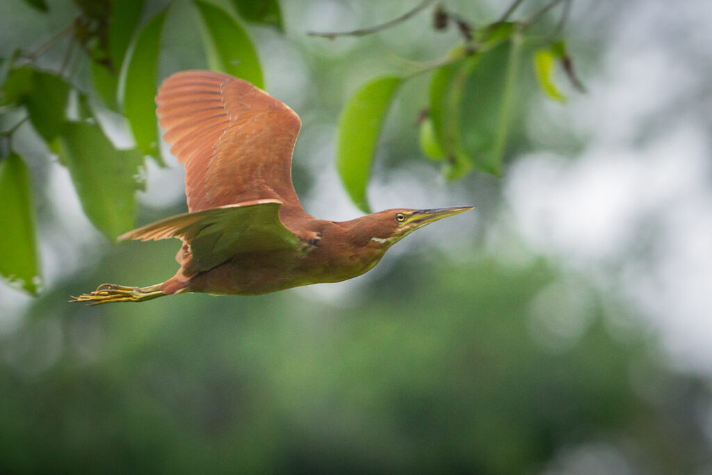 Cinnamon Bittern