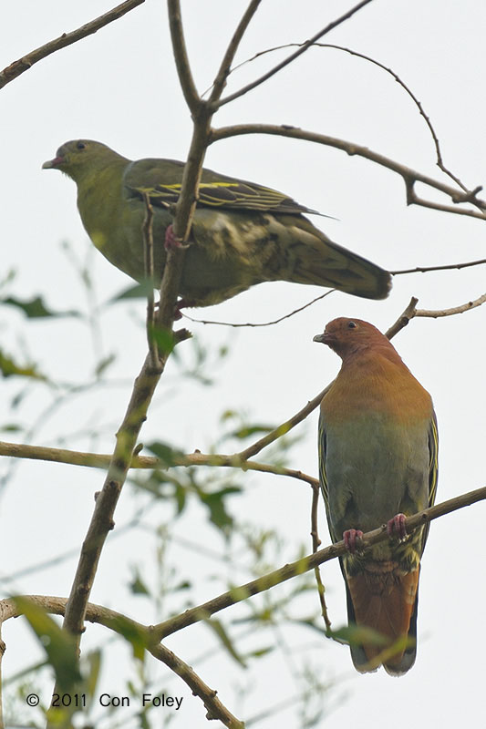Cinnamon Green Pigeon Birds of Singapore