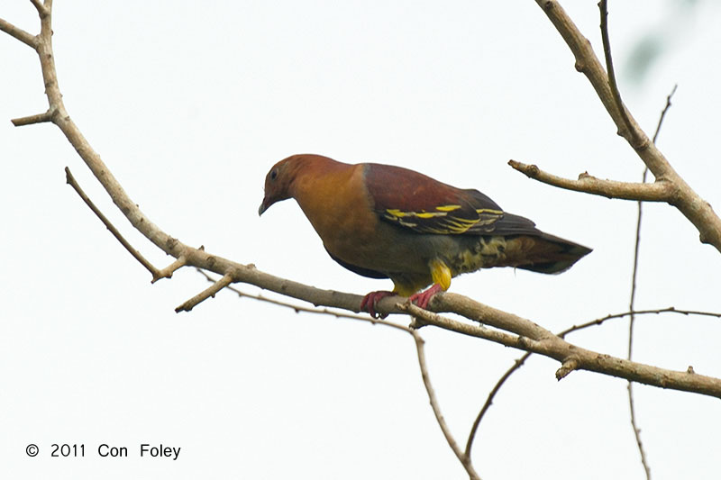 Cinnamonheaded Green Pigeon Birds of Singapore