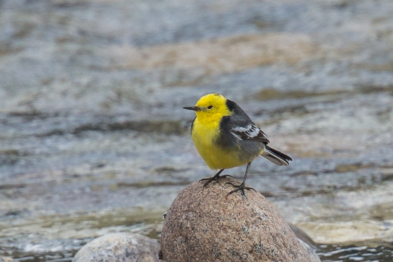 Citrine Wagtail Birds Of Singapore